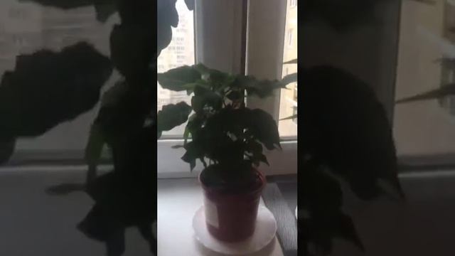 Пластины НЕ только для стирки, но и для ЦВЕТОВ!? смотреть онлайн