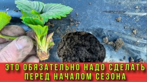 Что обязательно надо сделать пред началом работ на клубнике
