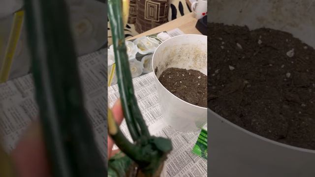 Как сохранить покупную розу в коробке до высадки в грунт?