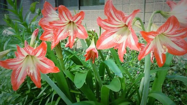 My lilies bloom every May. смотреть онлайн