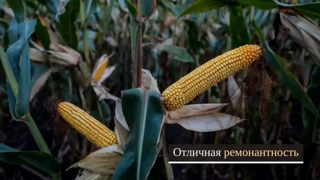 Кукуруза Манифик 🌽 - описание гибрида 🌽, семена в Украине смотреть онлайн