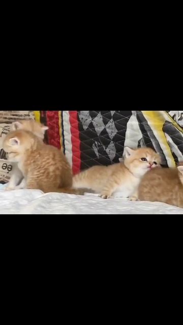 ОСТОРОЖНО: сзади Кусака!!! 😁😂😂 смотреть онлайн