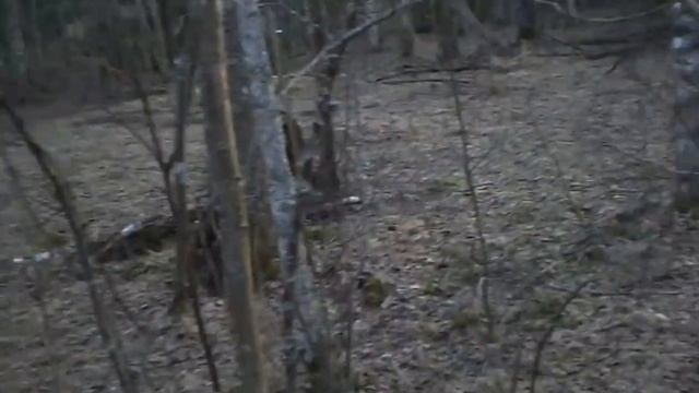 Вечерняя прогулка.Вечерний лес. смотреть онлайн