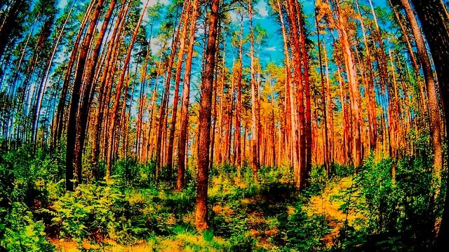 звуки природы, пение птиц, релакс смотреть онлайн