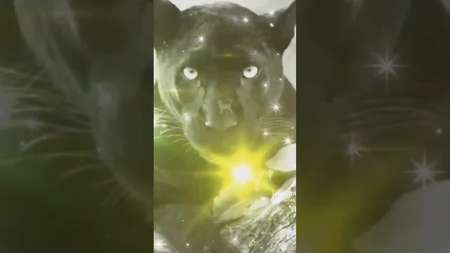 Черная пантера Трек💥💥💥 смотреть онлайн