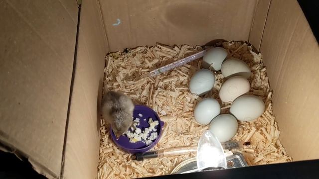 🐣🐤🐥 Самодельный инкубатор из коробки - что из этого вышло 🐣🐤🐥 смотреть онлайн