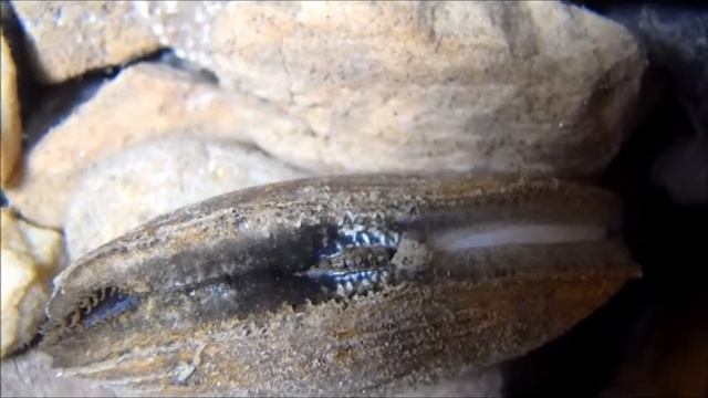 Medionidus conradicus mantle display смотреть онлайн