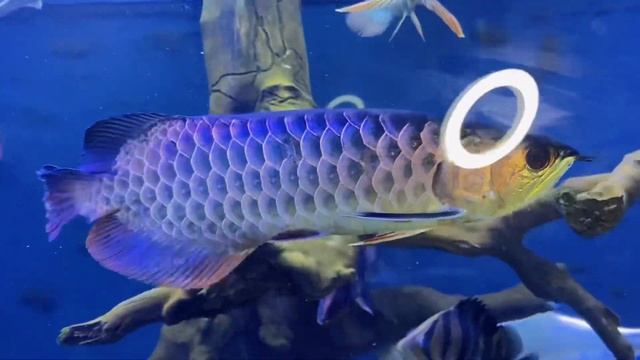 APRENDA A DIFERENCIAR AS ARUANÃS ASIÁTICAS DE UMA VEZ POR TODAS