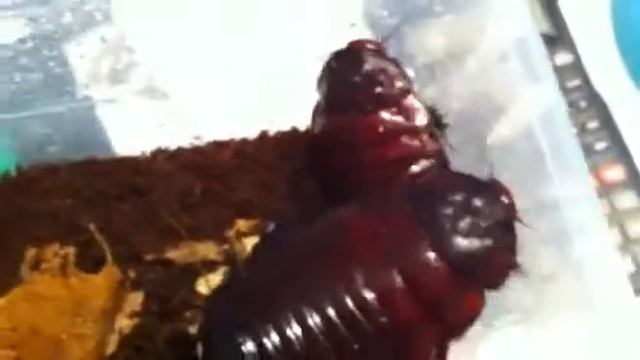 Macropanesthia rhinoceros 5 смотреть онлайн