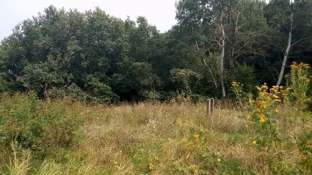 Звуки леса. Релакс смотреть онлайн