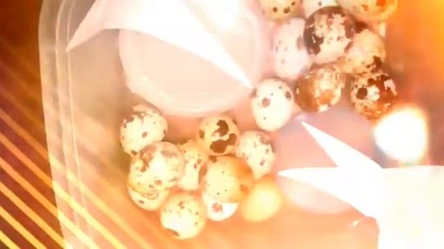 Выведение и инкубация перепелят из магазинных яиц. ( 1 часть).