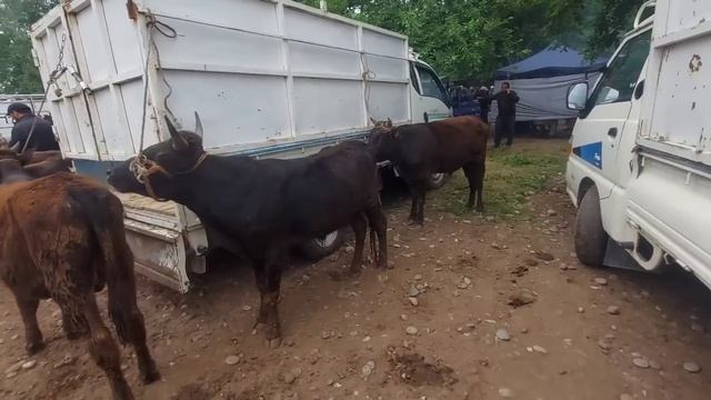 Молбозори Хулбук нархи Букача ва Гуночин 3 мая 2024 г. смотреть онлайн