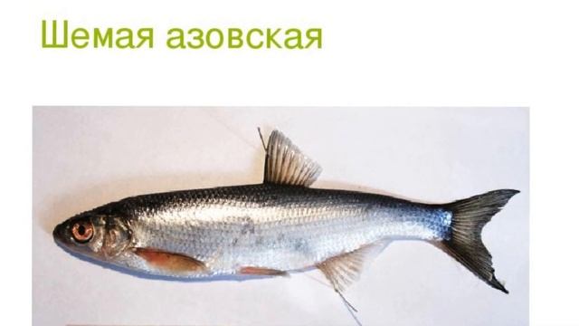 Рыбакам скоро разрешат ловить самую вкусную рыбу которая была под запретом!