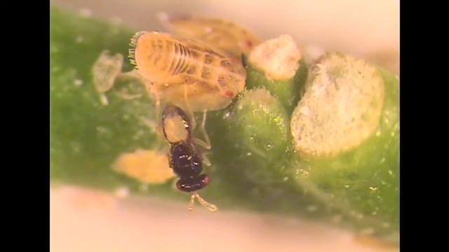 Tamarixia radiata Parasitizing an Asian Citrus Psyllid смотреть онлайн