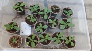 ШАЛФЕЙ ДУБРАВНЫЙ "Dwarf Blue Queen" на второй год от посева. Как выглядит самосев?