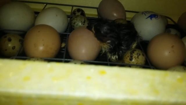 Колхозный вариант дезинфекции утятника и импровизированный вальер