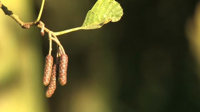Alder branch with details of 🔴 смотреть онлайн
