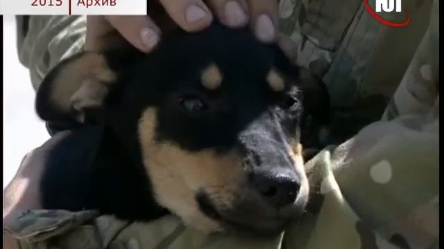 БЕРДЯНСК 12 11 2015 УКУСИЛИ ХУДОЖНИКА смотреть онлайн