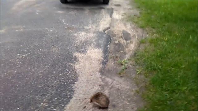 Ežiukas Vilniuje|Ёжик в Вильнюсе