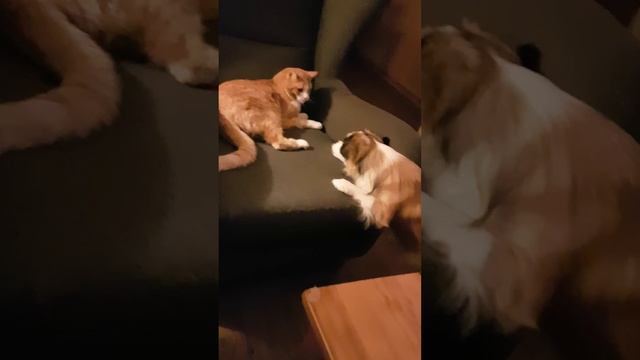 Кот Том отдыхает! Собачка Боби просит котика Томи поиграть😍 смотреть онлайн