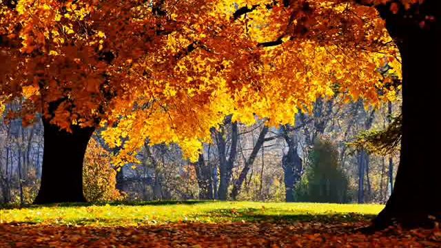 ПЕСНИ НА СТИХИ МОНАХА САЛАФИИЛА
