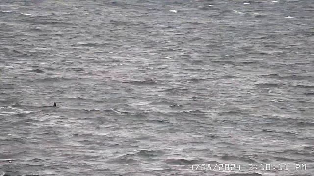 4-28-24 Extended J Pod encounter at Lime Kiln смотреть онлайн