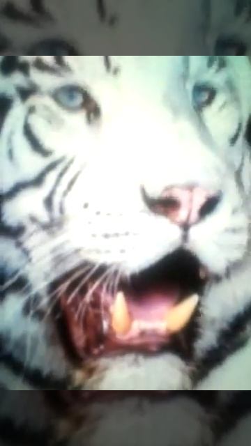 Топ 4 фото белых тигров смотреть онлайн