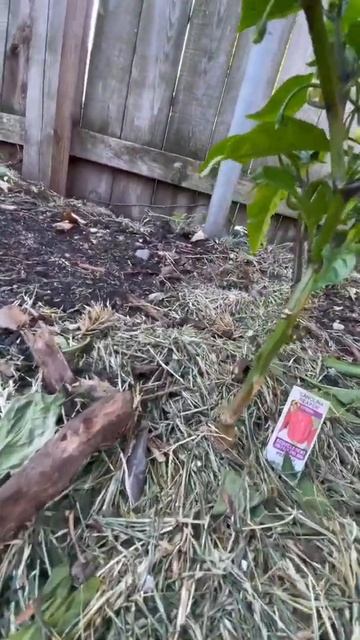 Can this little Carolina Reaper plant 🪴give pods.?#pepper #hot #spicyfood #cooking #cute #plants смотреть онлайн