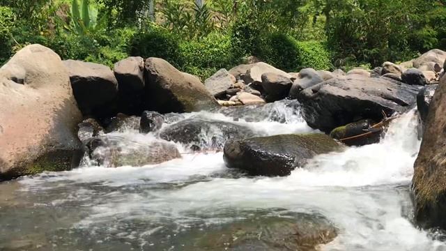 Beautiful Bubbling Water Sounds, Melodious Birds Chirping in the Forest, Peaceful River Flowing смотреть онлайн