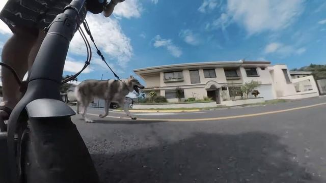 WALKING A WOLF WITH AN E-SCOOTER 🛴🐺 😱 - INSTA 360 ONE X2 TEST смотреть онлайн