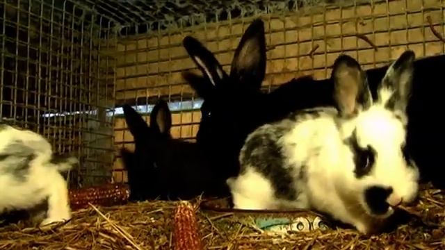 Кролі смотреть онлайн