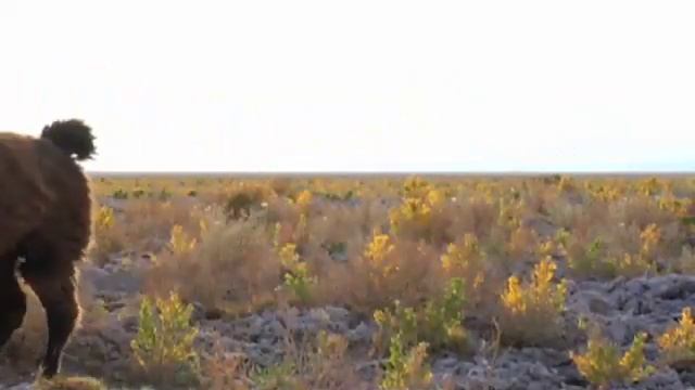 Chilean Llamas смотреть онлайн