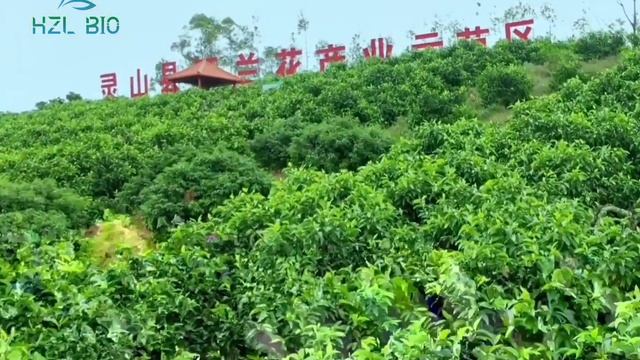 红花油-Safflower Oil смотреть онлайн