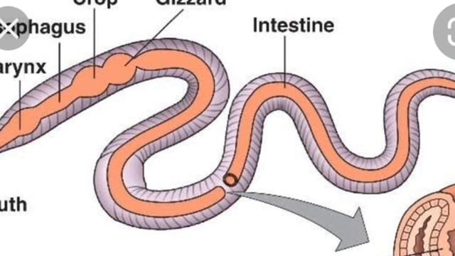 9th cls science ( Plathyelminthes And Annelida) смотреть онлайн