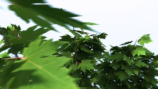Lightwave 3D Tree With DP Verdure