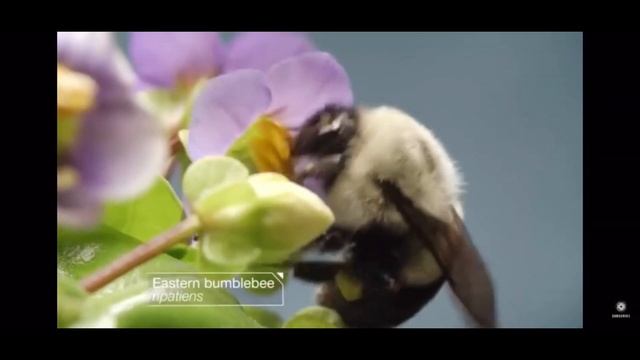 Zoophily 12 th bio смотреть онлайн
