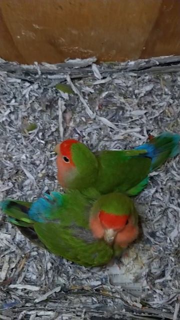 Lovebird parents together in the nest box 💕🐥💚 #birds #lovebirds #couple смотреть онлайн