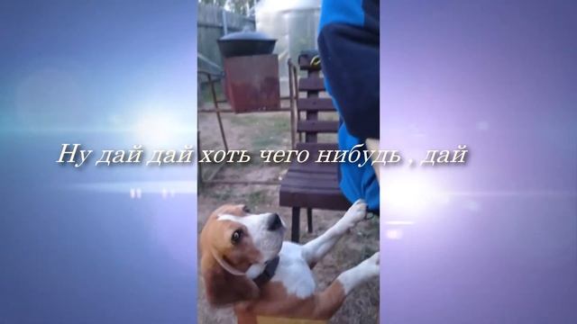 Раф выпрашивает вкусненькое смотреть онлайн