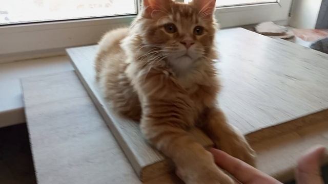 Мейн кун полидакт 3,5 месяца, изображает взрослого кота 🐱😼😼 смотреть онлайн