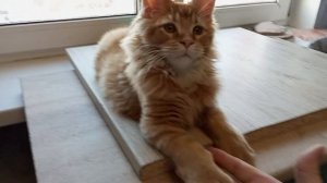 Мейн кун полидакт 3,5 месяца, изображает взрослого кота  🐱😼😼