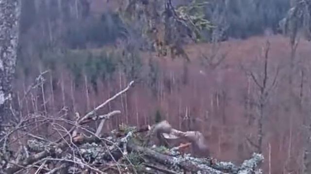 20181231 1550 смотреть онлайн