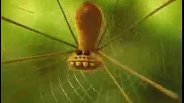 КОМАХИ. ЗВУК ОФИГЕННЫЙ.flv смотреть онлайн