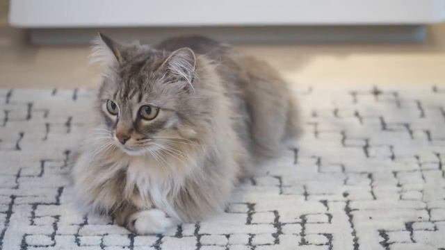 Kickstarter : Cove, The litter box re-engineered for a Cat смотреть онлайн