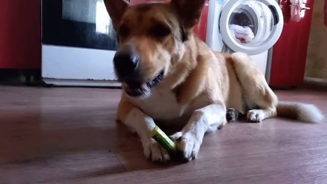 Пряник веганит