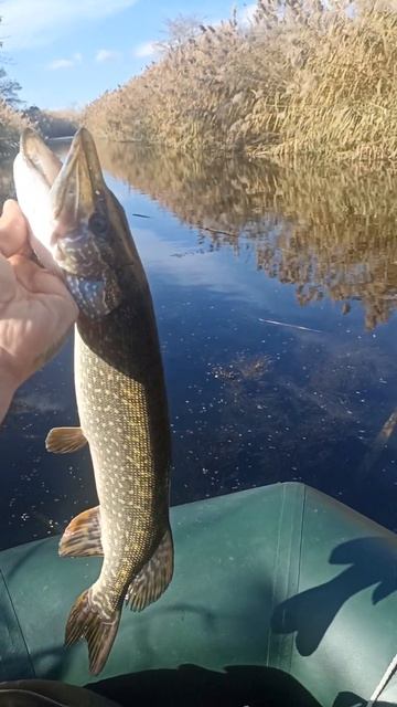 Щуки куча, но почему-то не активна!