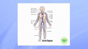 Хронический ПРОСТАТИТ: об ЭТОМ способе лечения не знают 99%! Неочевидный и самый эффективный способ