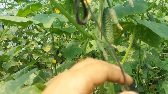 Почему я вовремя не остановил переноспороз