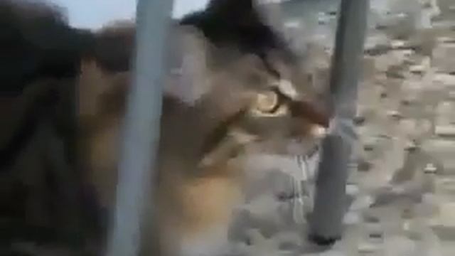 Кот щебечет как птица! Smart cat saying with birds смотреть онлайн