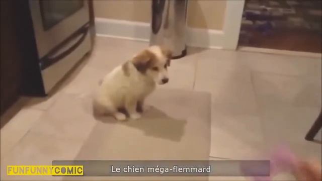 Подборка приколов с животными. ИЮНЬ 2015 смотреть онлайн