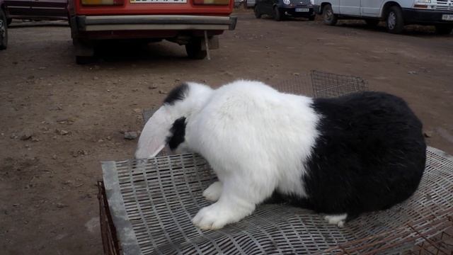 Датский кролик на Беловодском базаре смотреть онлайн